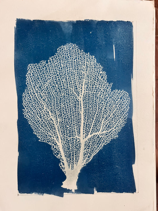 Coral Abanico