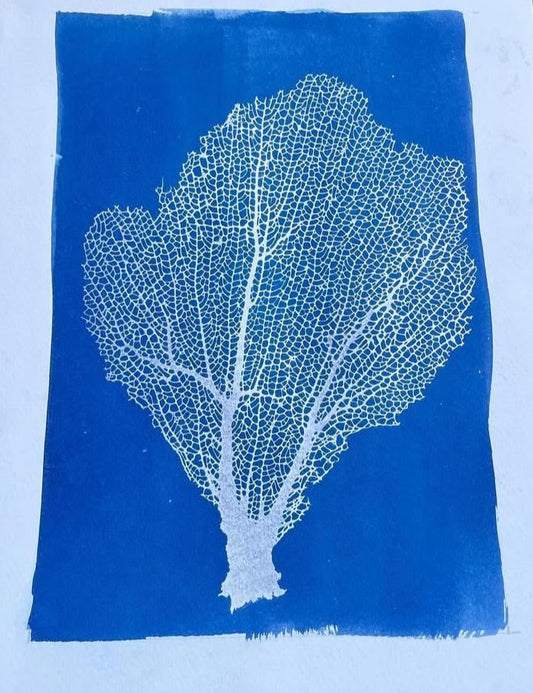 Gorgonia abanico