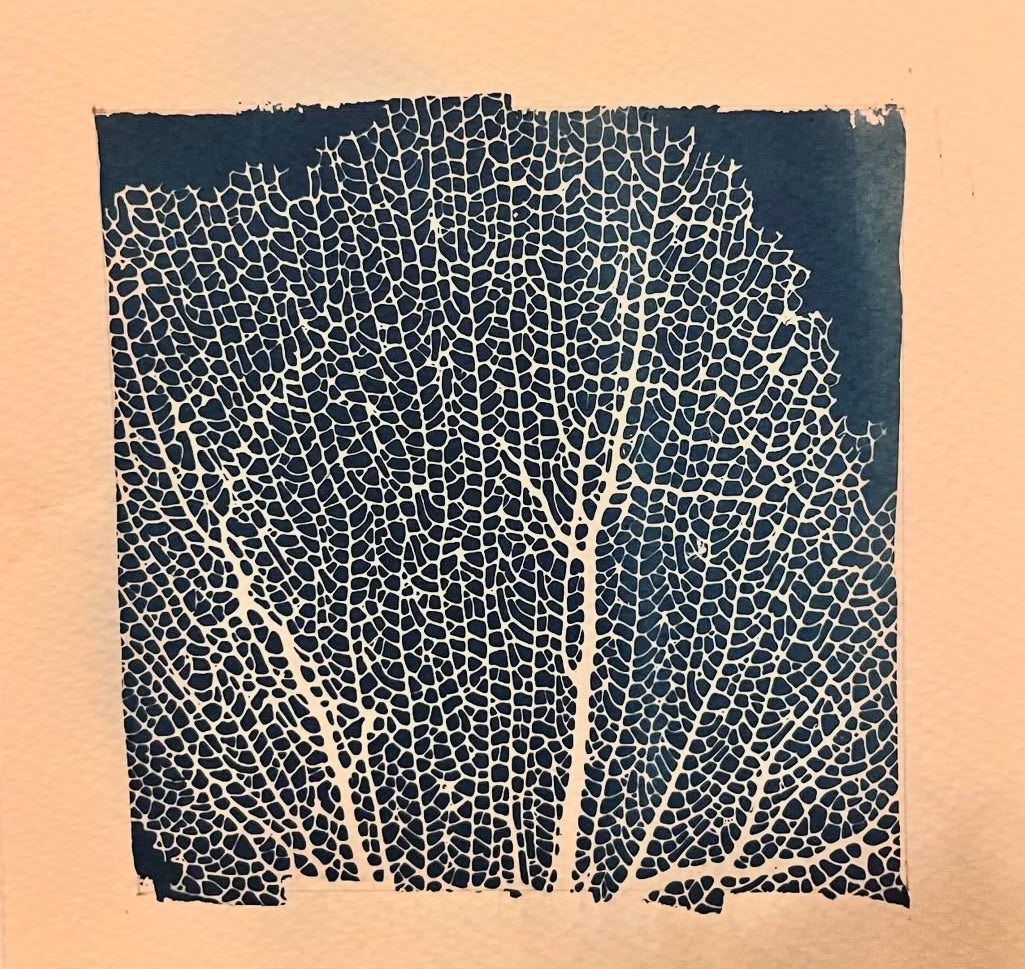 Coral Abanico Mediano